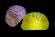 Jelly Fruits 8