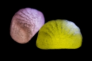 Jelly Fruits 9