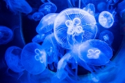 Jellyfishes 1