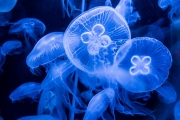 Jellyfishes 2