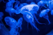 Jellyfishes 3