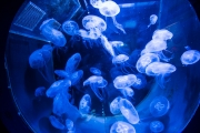 Jellyfishes 4
