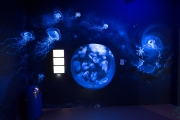 Jellyfishes 5