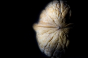 Walnut 1