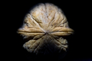 Walnut 2