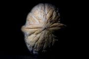 Walnut 3