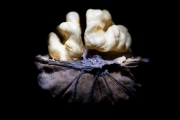 Walnut 4