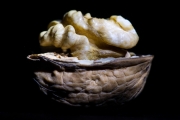 Walnut 5