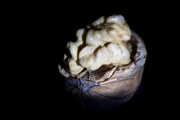 Walnut 7