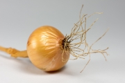 Onion 2