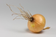 Onion 4