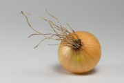 Onion 5