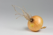 Onion 6