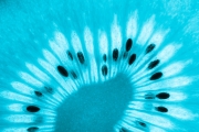 Kiwi 8