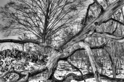 Rocks and Trees 2