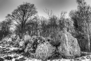 Rocks and Trees 5