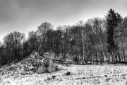 Rocks and Trees 6
