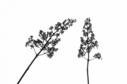 Faded Flowers 1