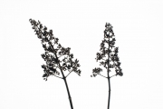 Faded Flowers 2