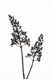 Faded Flowers 4