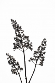 Faded Flowers 5