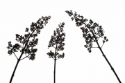 Faded Flowers 6