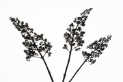 Faded Flowers 7