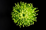 Chrysanthemum 1