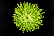 Chrysanthemum 2