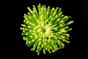 Chrysanthemum 3