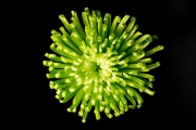 Chrysanthemum 4