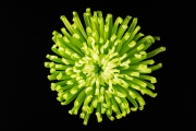 Chrysanthemum 5