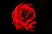 Rose 1