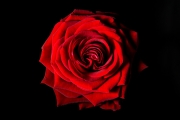 Rose 2