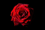 Rose 3