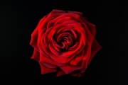 Rose 4