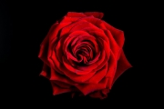 Rose 5
