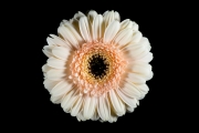 Gerbera 1