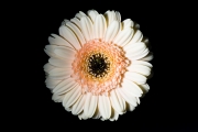 Gerbera 2