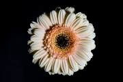 Gerbera 3