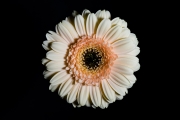 Gerbera 4