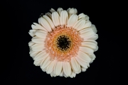 Gerbera 5