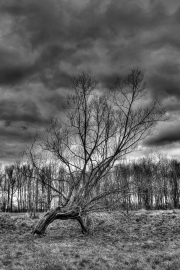 Trees 1