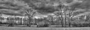 Trees 2