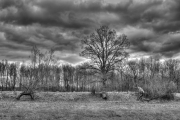 Trees 3