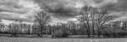 Trees 4