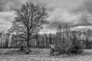 Trees 5