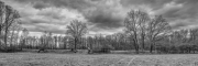 Trees 6