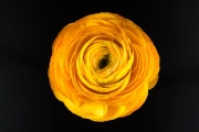 Ranunculus 1