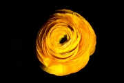 Ranunculus 2